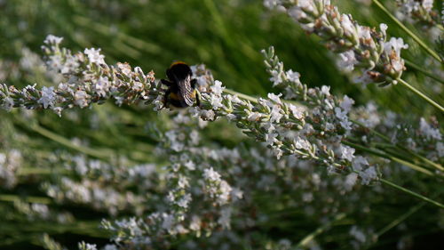 Verso-il-nuovo-giardino